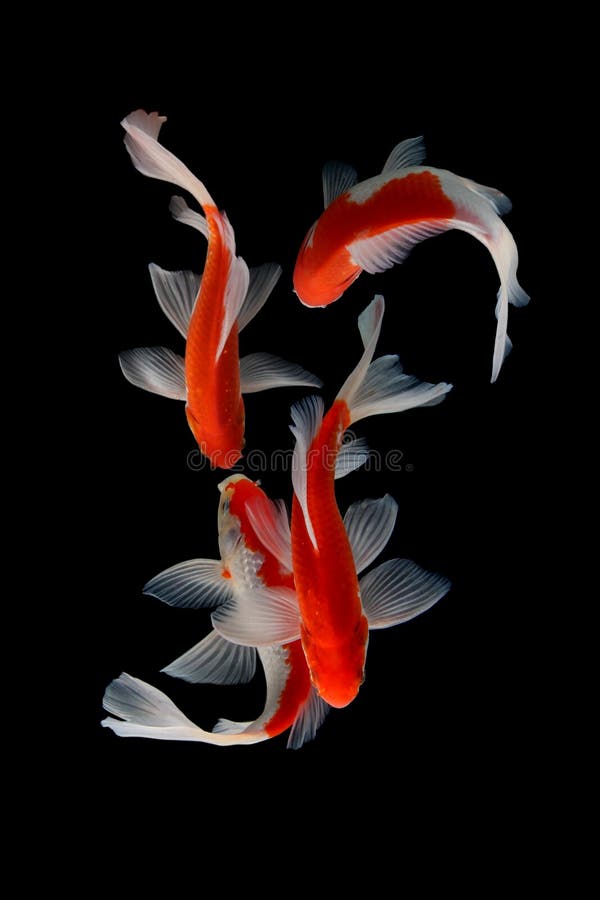 koi fish wallpaper for iphone