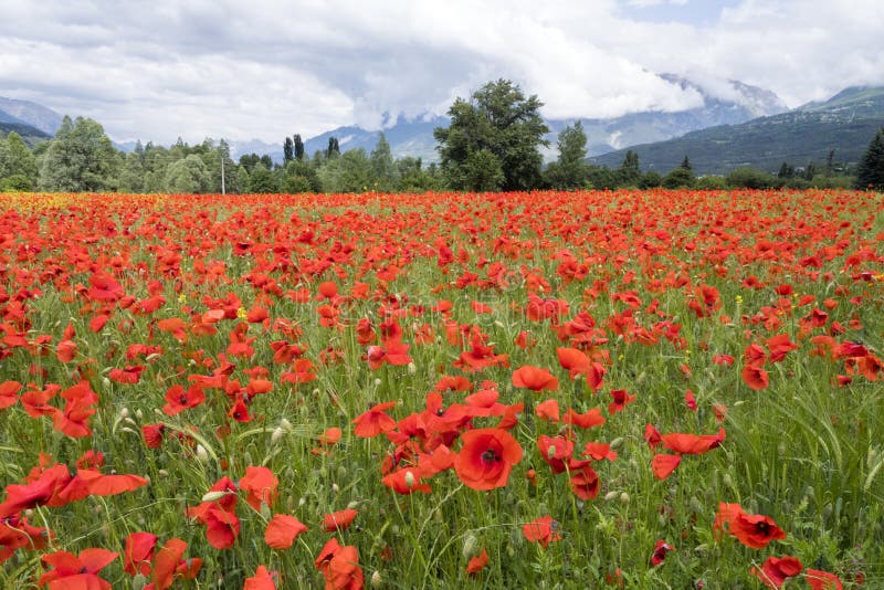 Archivado por completo de amapolas rojas en Francia con el cielo nublado en el fondo imagen de archivo Archivado por completo de amapolas rojas en Francia con el cielo nublado en el fondo imagen de archivo