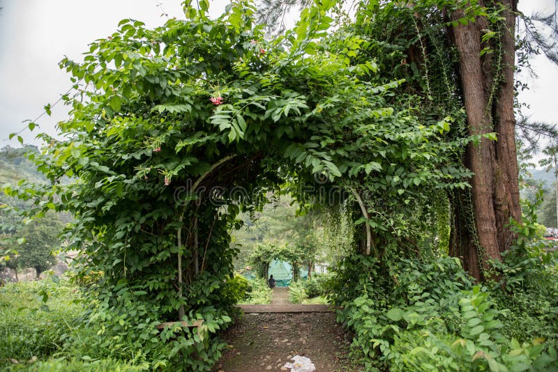 Archway Made of Leaves