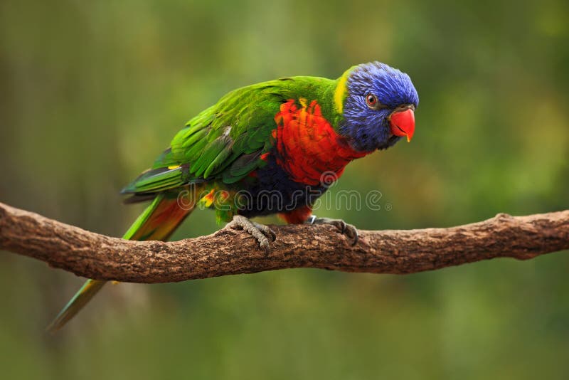 Arco iris colorido del loro, haematodus del Trichoglossus de Lorikeets, sentándose en la rama, animal en el hábitat de la natural imágenes de archivo libres de regalías Arco iris colorido del loro, haematodus del Trichoglossus de Lorikeets, sentándose en la rama, animal en el hábitat de la natural imágenes de archivo libres de regalías