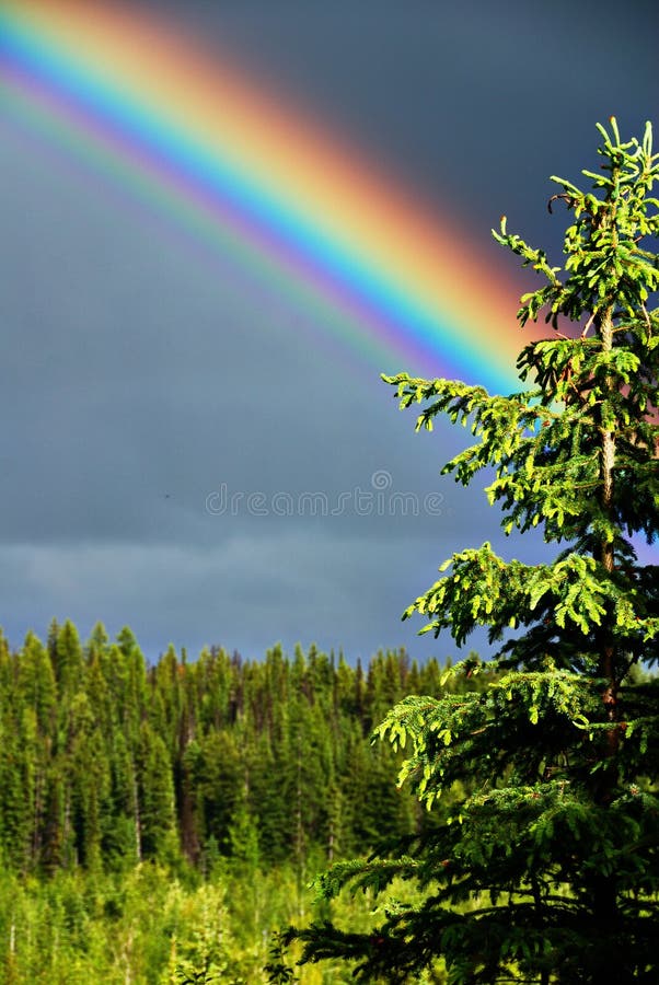 Big rainbow above a tree. Big rainbow above a tree