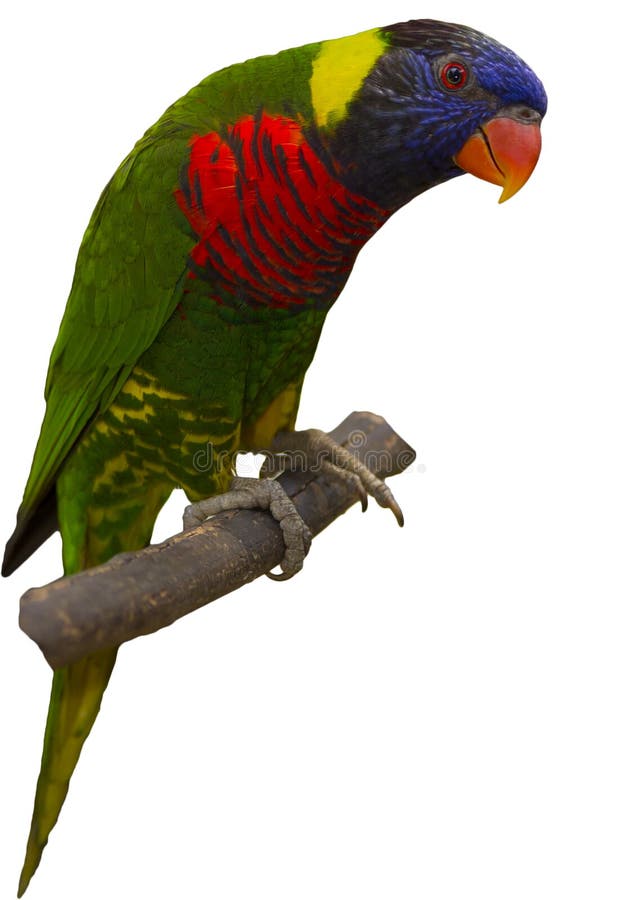 Arcobaleno Lorikeet fotografia stock libera da diritti Arcobaleno Lorikeet fotografia stock libera da diritti
