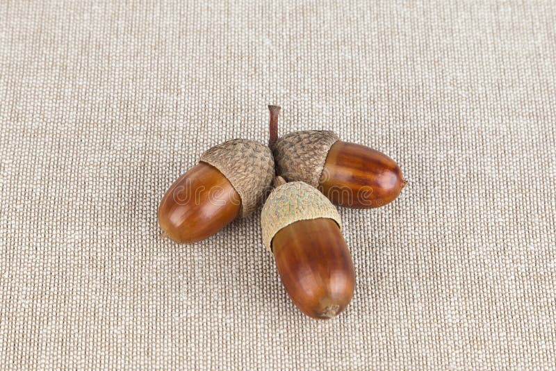 Color photo of acorns on a textured background. Color photo of acorns on a textured background.