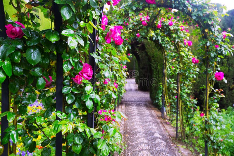 Arcos con las rosas en el jardín de Generalife granada imágenes de archivo libres de regalías Arcos con las rosas en el jardín de Generalife granada imágenes de archivo libres de regalías