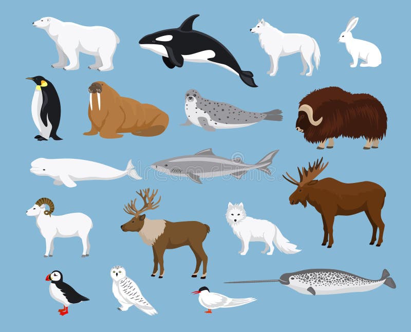 Animali artici raccolta con le renne orca narwhal squalo bue muschiato volpe, lupo, pulcinella di mare, la sterna, alci, tricheco, pinguino, balena beluga, la lepre, l'orso polare, foca arpa, dall'pecore e civetta delle nevi.