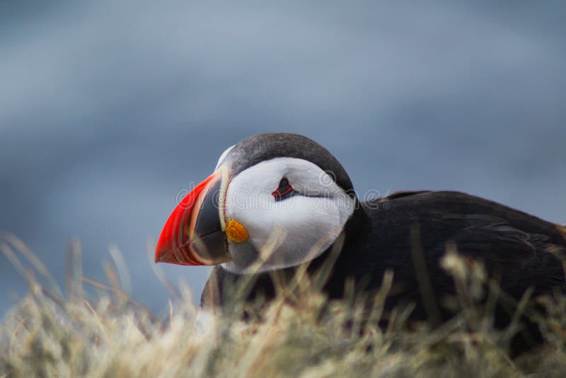 arctic puffin arctic puffin