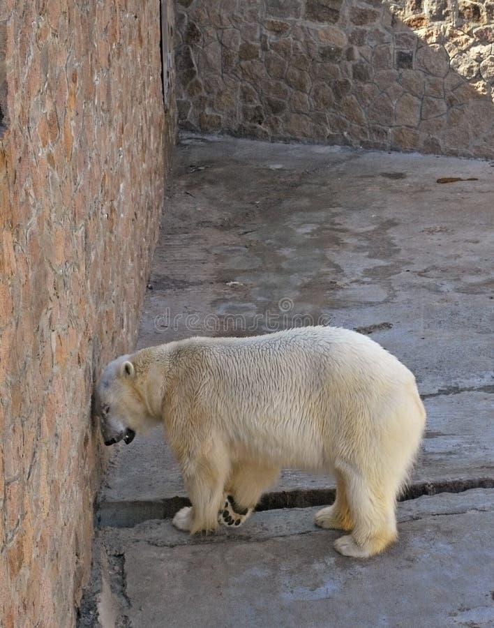 Arctic bear