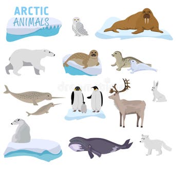 Arctic Animals Vector Set Stock Illustrations – 1,224 Arctic Animals ...