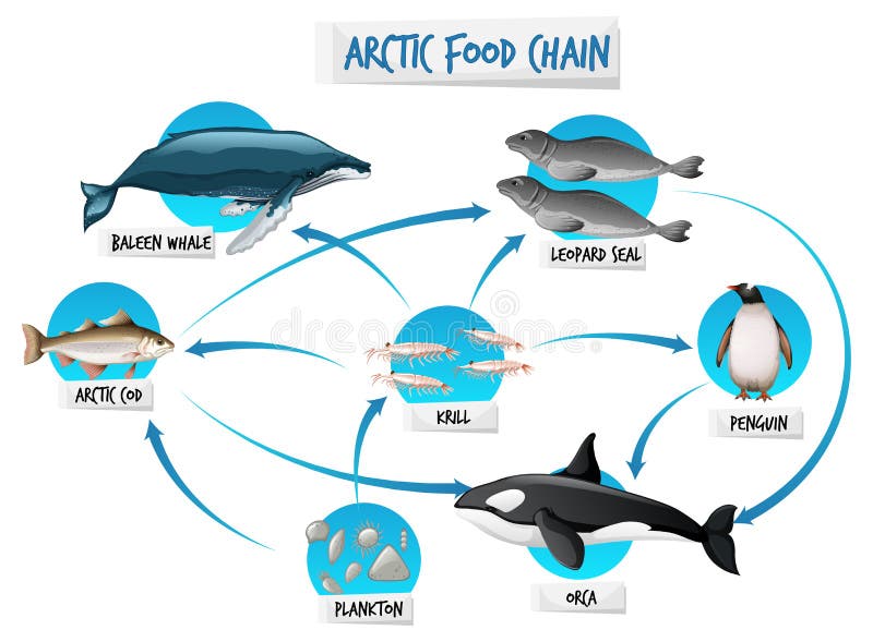 Food chain Food web Organism Ecosystem Eating, Drawing Frog, food, animals,  vertebrate png | PNGWing