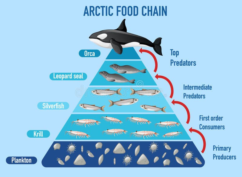 Arctic food chain pyramid stock vector Illustration of arctic Biology Diagrams