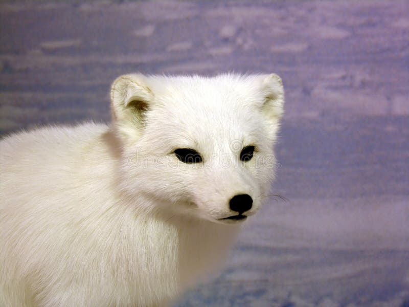 Arctic Fox Stock Image Image Of Antarctic Animal Cold