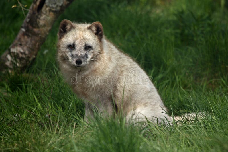 ARCTIC FOX - Alopex lagopus