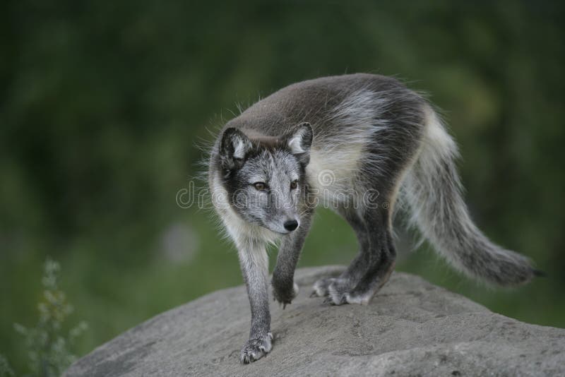 Arctic fox, Alopex lagopus