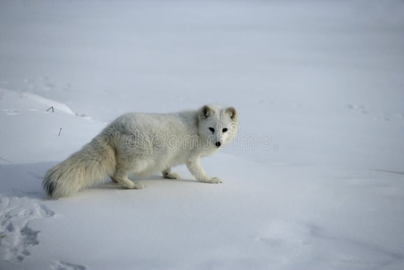 Arctic fox, Alopex lagopus