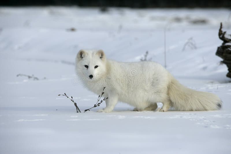 Arctic fox, Alopex lagopus