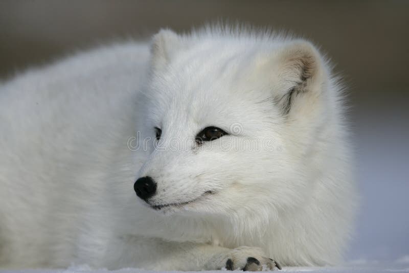 Arctic fox, Alopex lagopus