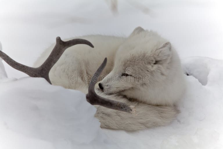 426 Arctic Fox Natural Habitat Stock Photos - Free & Royalty-Free Stock