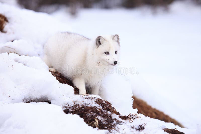 5,054 Arctic Fox Stock Photos - Free & Royalty-Free Stock Photos from ...