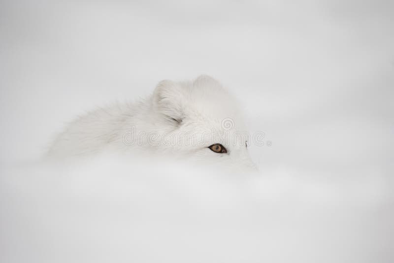 Arctic Fox stock photo. Image of winter, camouflage, predator - 50599920