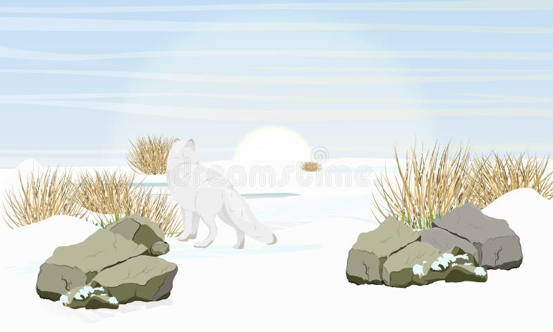 Arctic fox stot on a snowy plain and looks at the sun. Arctic animal. Landscape with snowdrifts, stones and dry grass