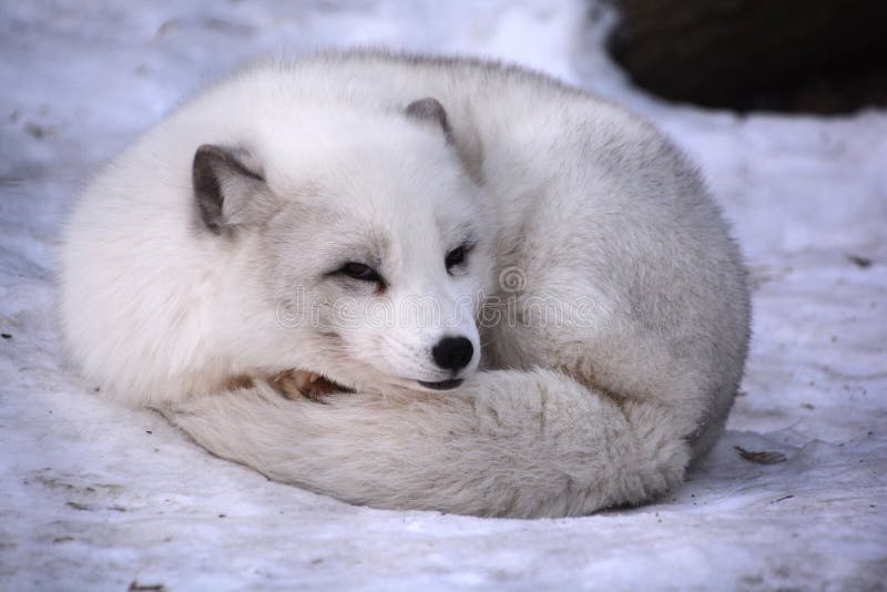 Arctic Fox Vulpelagopus, Also Known As the White, Polar or Snow Fox, Stock  Image - Image of animal, droll: 175753871