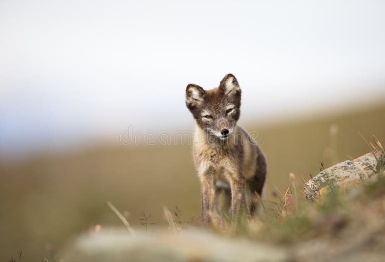 426 Arctic Fox Natural Habitat Stock Photos - Free & Royalty-Free Stock