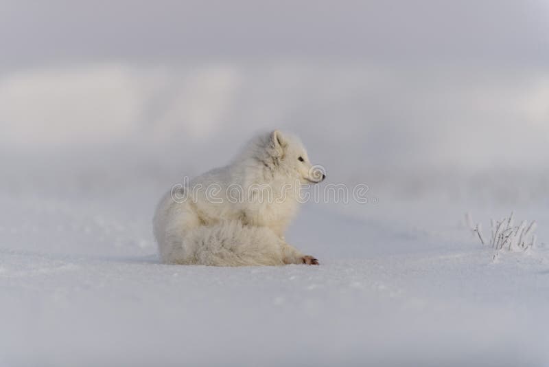 Arctic Fox Vulpes Lagopus in Wilde Tundra. Arctic Fox Lying Stock Photo ...