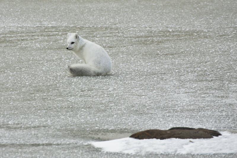 White Arctic Fox Sitting on Ice