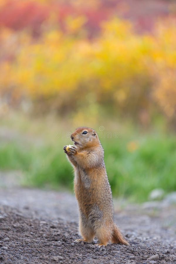 Ground squirrel stock image. Image of quick, rodent 266991775