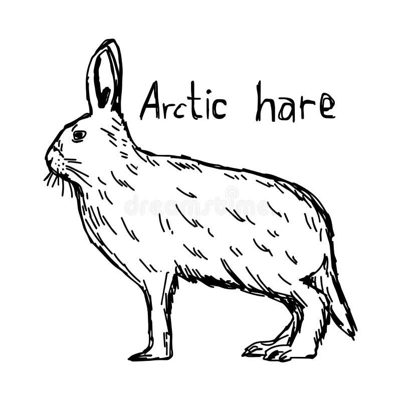 arctic hare coloring pages