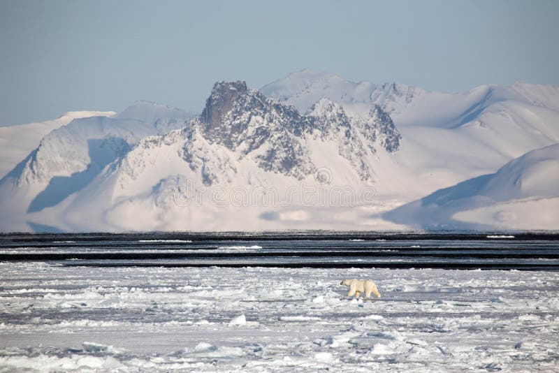 Arctic landscape with polar bear