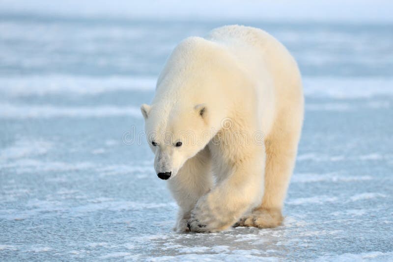 Arctic, Polar Bear