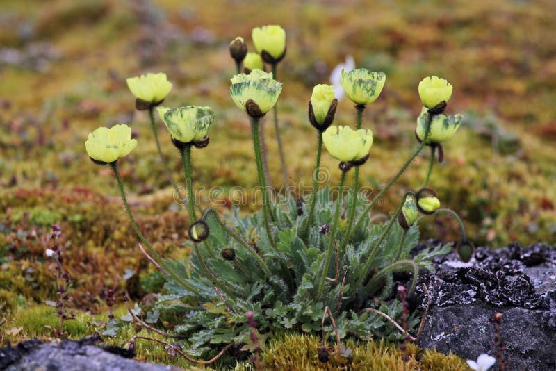 Arctic Poppy (Papaver Radicatum) Stock Photo Image of svalbard, plant