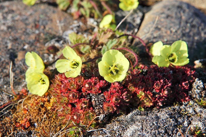 Arctic Poppy (Papaver Radicatum) Stock Photo Image of svalbard, plant