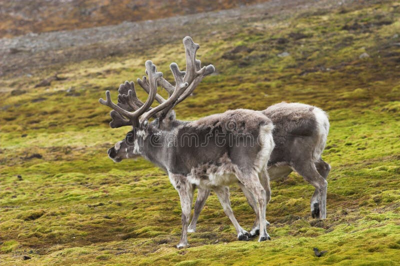 Arctic reindeers