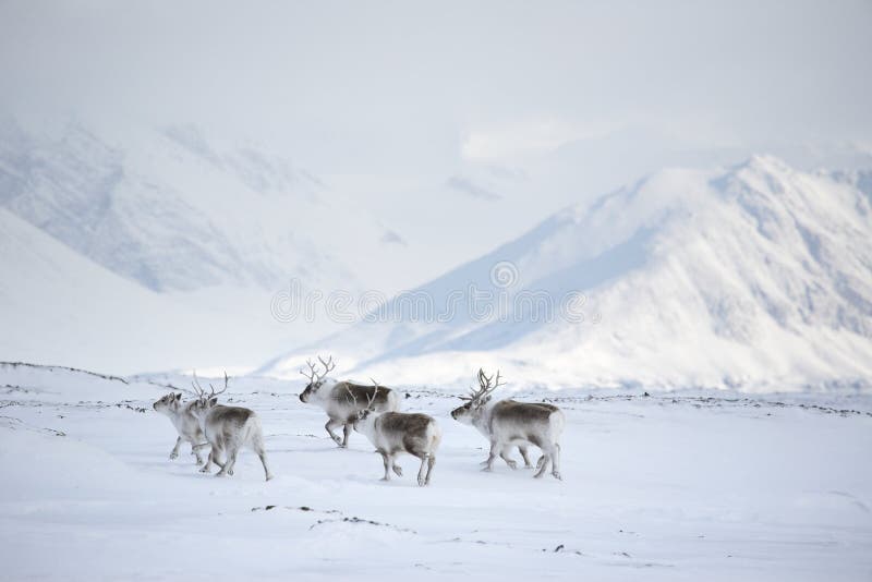 Arctic reindeers