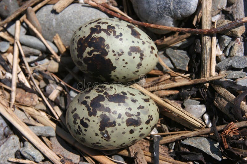 Arctic Tern Eggs