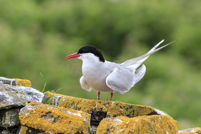 Arctic tern