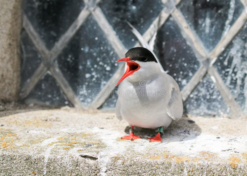 Arctic Tern on the farne islands royalty free stock images Arctic Tern on the farne islands royalty free stock images