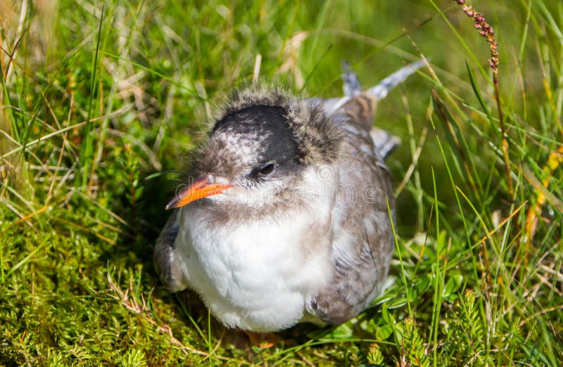 Arctic Tern (Sterna paradisaea) royalty free stock photos Arctic Tern (Sterna paradisaea) royalty free stock photos