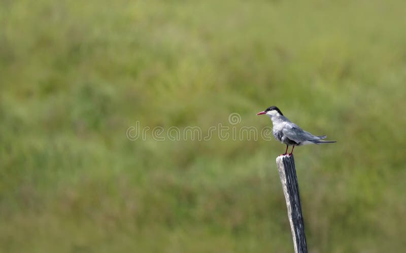 Arctic Tern Sterna Paradisaea На Деревянном Поле стоковое изображение