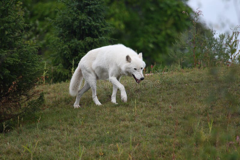 Arctic wolf