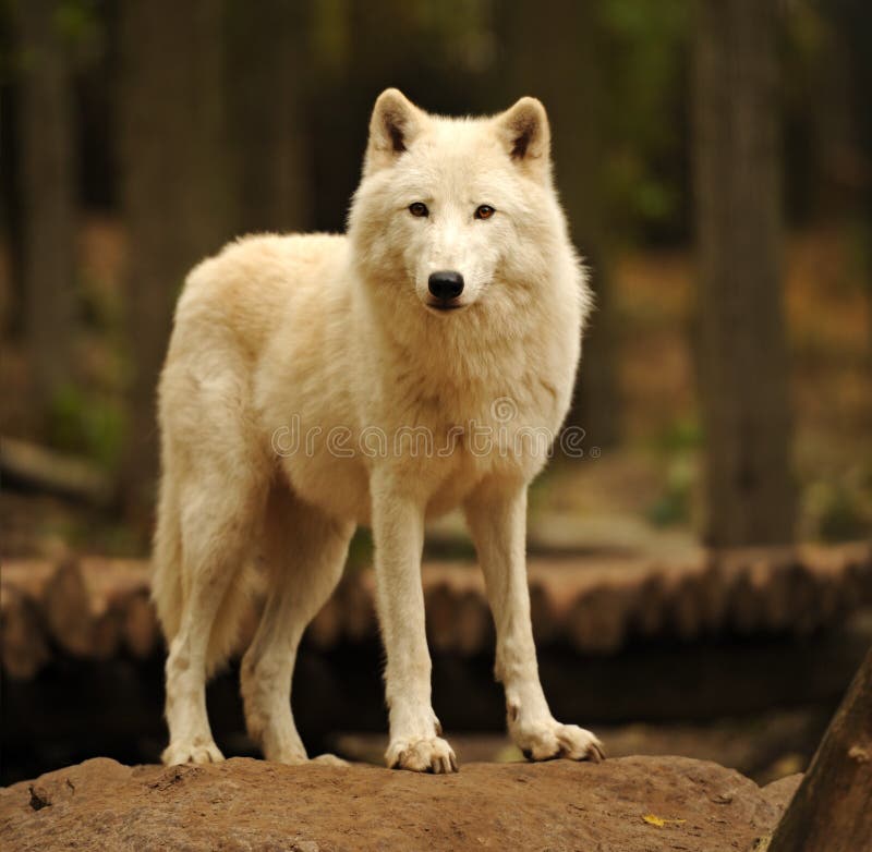 Arctic Wolf