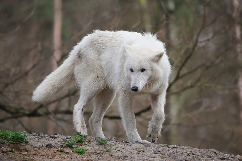 Arctic Wolf (Canis lupus arctos)