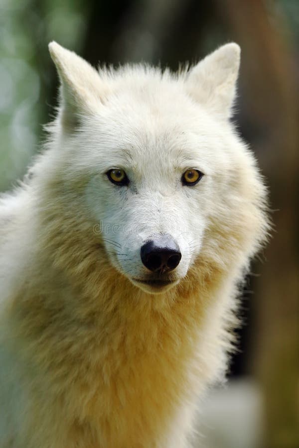 389 Yellow Wolf Eyes Wild Animal Nature Stock Photos - Free & Royalty-Free Stock Photos from Dreamstime 389 Yellow Wolf Eyes Wild Animal Nature Stock Photos - Free & Royalty-Free Stock Photos from Dreamstime