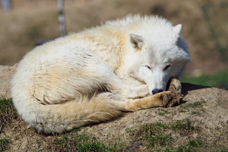 The Arctic wolf Canis lupus arctos stock image The Arctic wolf Canis lupus arctos stock image