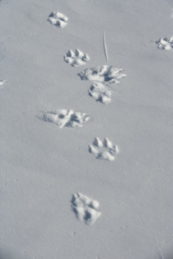 198 Wolf Tracks Snow Stock Photos Free & RoyaltyFree Stock Photos