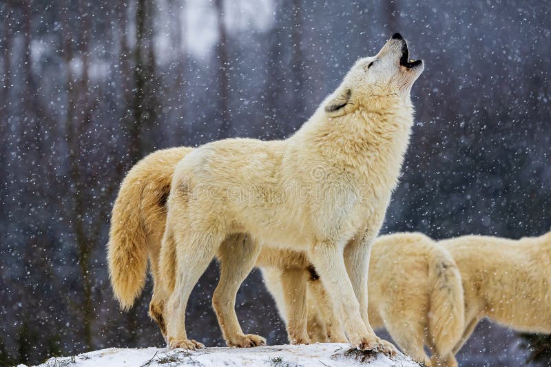 Arctic Wolf (Canis Lupus Arctos) Lonely in the Woods Stock Photo ...