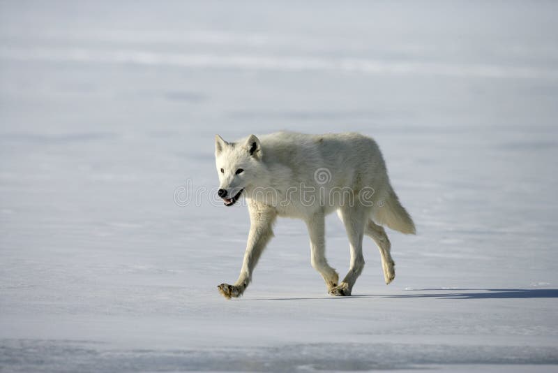 Wolf cold демо