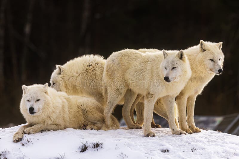 Male Arctic Wolf Canis Lupus Arctos the Whole Pack Together Stock Image ...